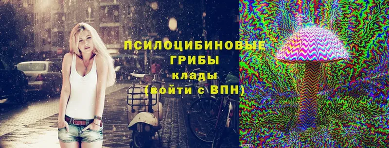 как найти наркотики  Качканар  KRAKEN ССЫЛКА  Псилоцибиновые грибы Psilocybine cubensis 